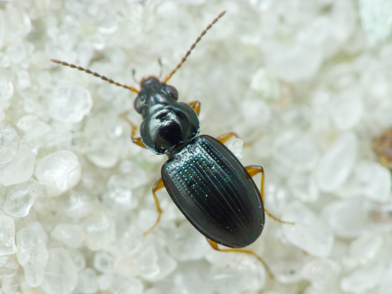 Bembidion Latreille, 1802
